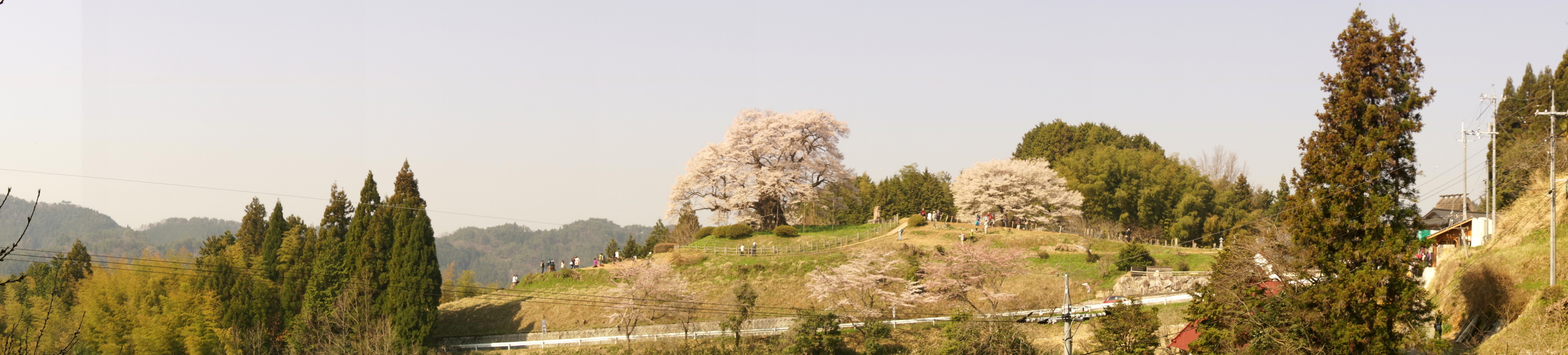 daigo-zakura-panorama