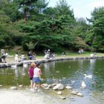 赤松池の白鳥とカモーみやま公園ー