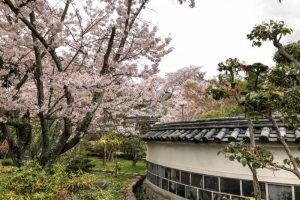 白壁と桜ー仏心寺ー