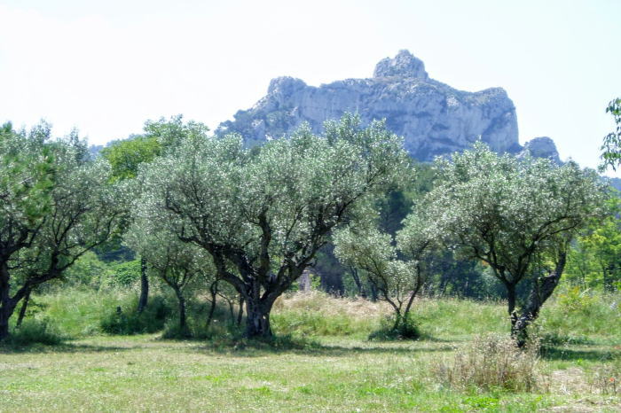 オリーブ畑とアルピーユ山脈