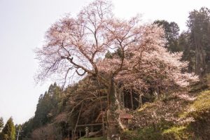 岩井畝の大桜